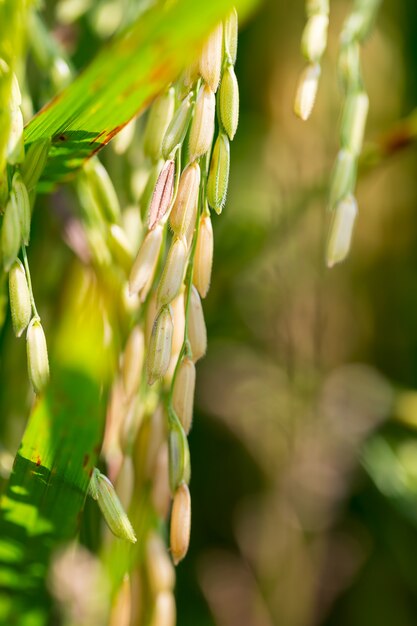 Rice